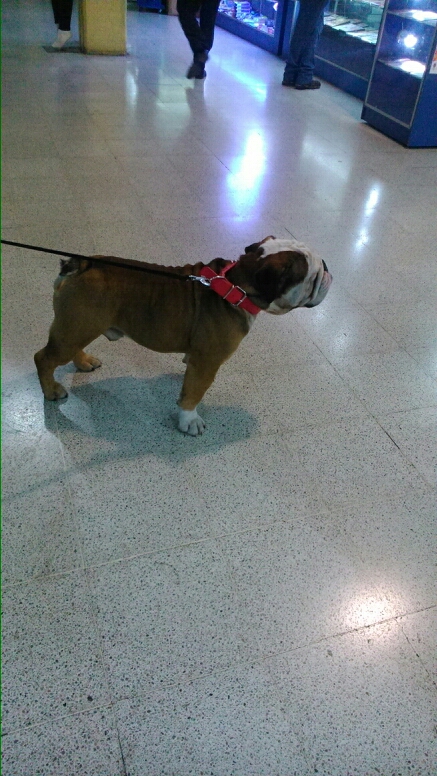 My Dog The Chilenito De Corazón :)