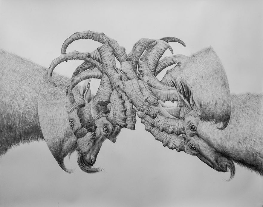 I Drew Some Distorted Animal Portraits I Drew Some Distorted Animal Portraits