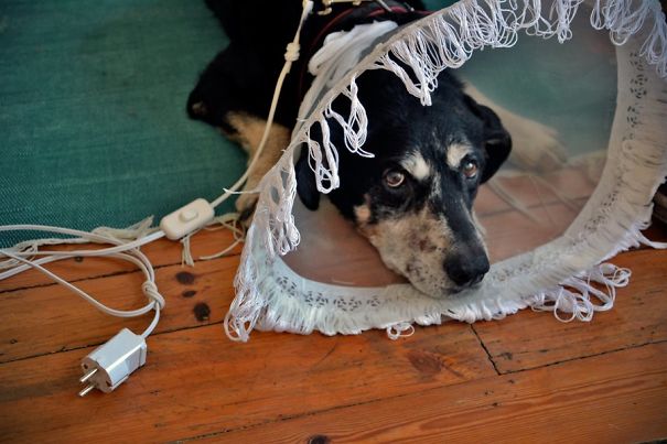 When My Dog Had To Wear The Cone On Halloween.