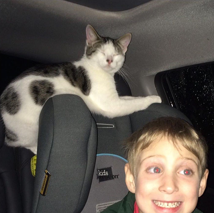 cat-adoption-death-row-3 cat-adoption-death-row-3