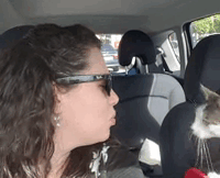 cat-adoption-death-row-9 cat-adoption-death-row-9