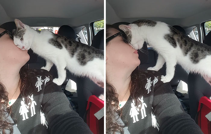 Cat Rescued Hours Before Death Row, Can’t Stop Thanking His Rescuer On Their Way Home