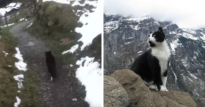 This Cat Guided A Lost Man Down A Mountain In Switzerland