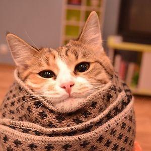 therogue162000 avatar