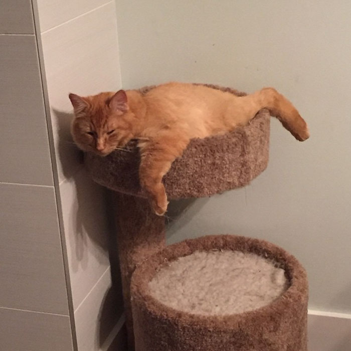 cats-sleeping-together-before-after-growing-up-renley-lili-16