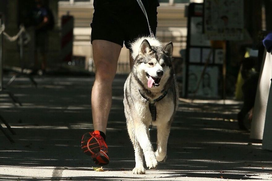 Meet Sljemenka, The Dog With Runner's Heart