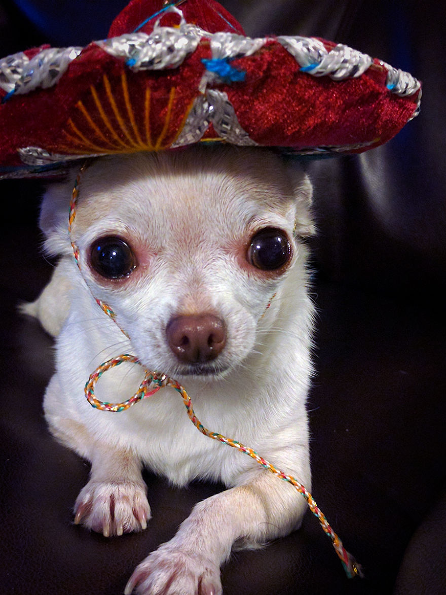 My Chihuahua And Her Sombrero