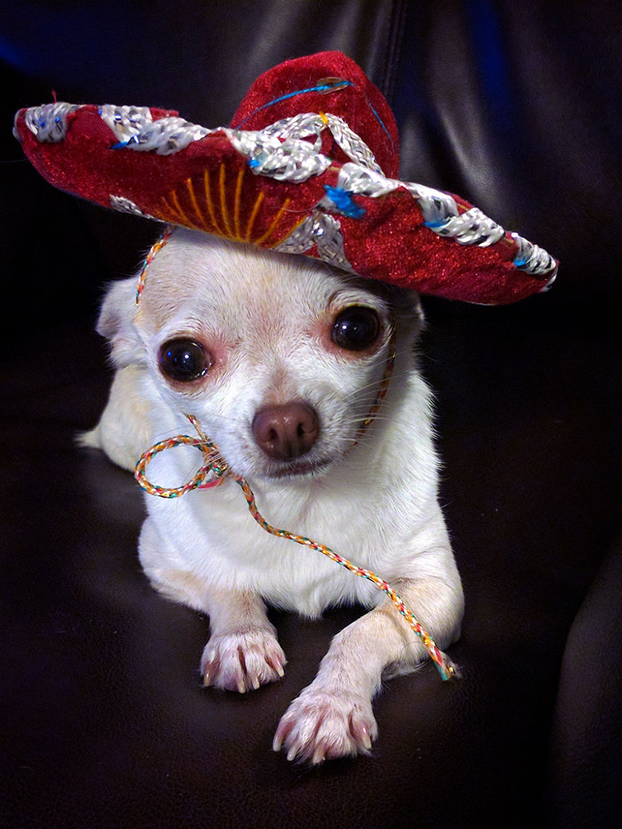 My Chihuahua And Her Sombrero