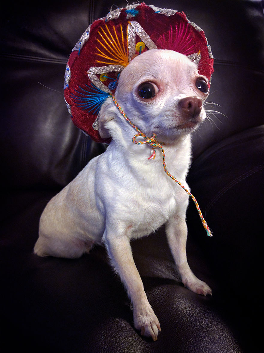 My Chihuahua And Her Sombrero