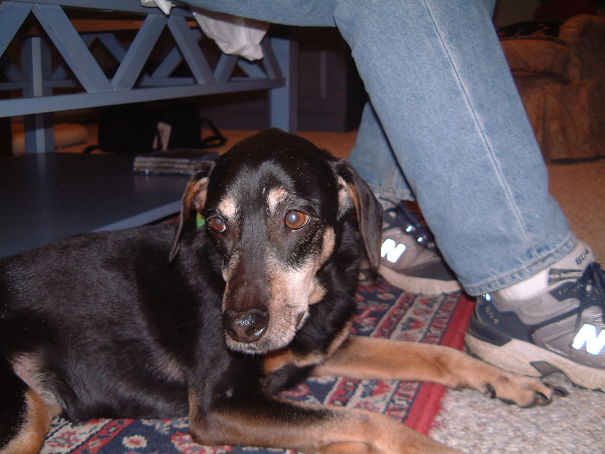 We Found Our Beloved Ten Year-old Addie At The Local Animal Control.