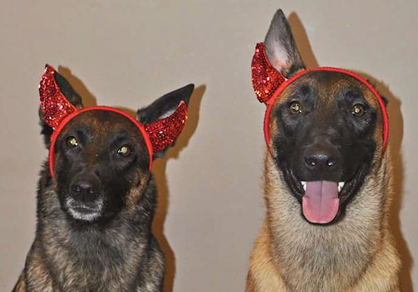 When One Dog Is Missing An Ear, You Need To Get Creative