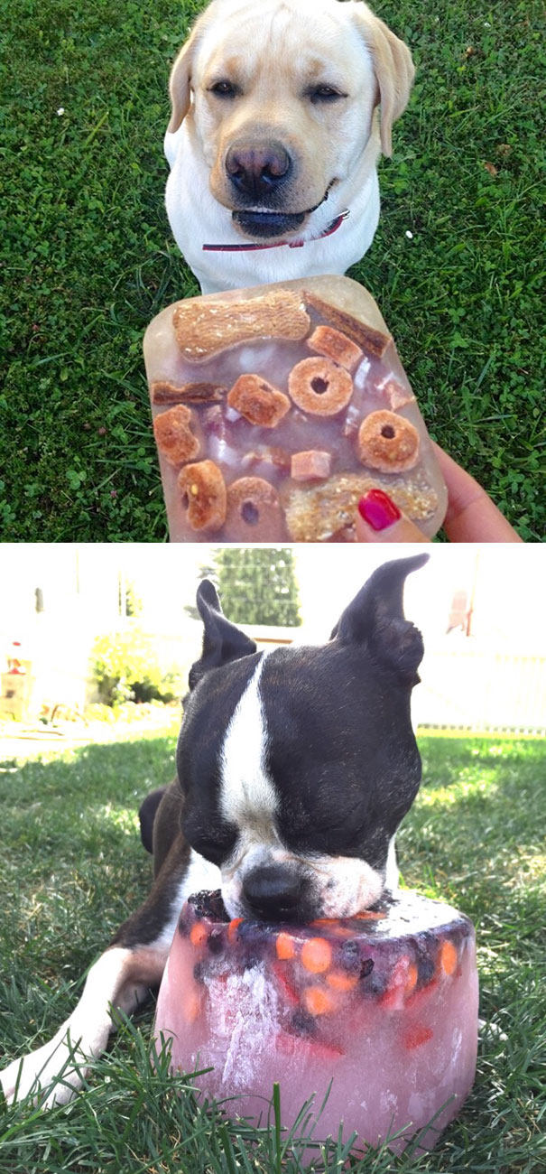 Dog Ice Cake For Cooling Down The Pups On These Hot Days