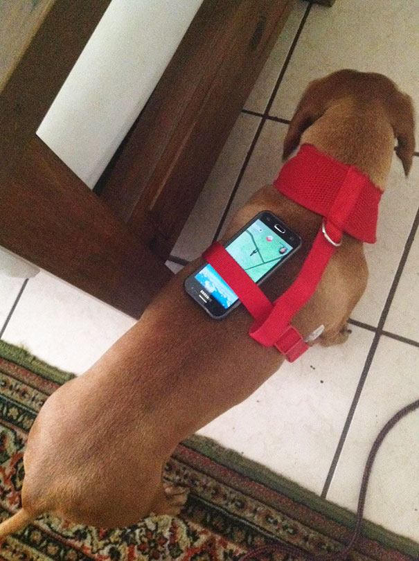 The New Egg Hatching Meta