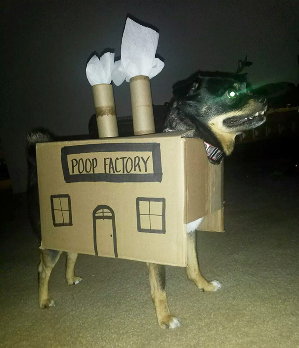 My Friend's Dog After Pooping On The Carpet Again