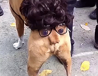 That's How You Can Decorate Your Dog's Little But