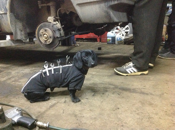 Tool-dog Helping Humans Fix Cars Is The Cutest Little Assistant