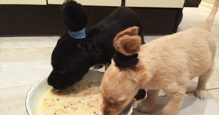 47 Creative Dog Owners Who Did Pawesome Things For Their Dogs