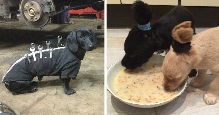47 Creative Dog Owners Who Did Pawesome Things For Their Dogs