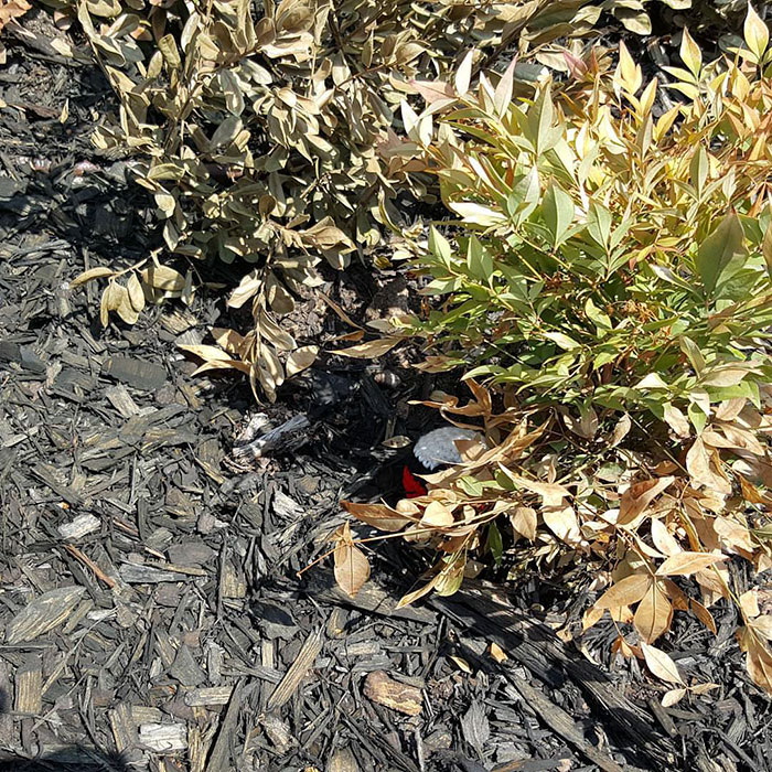 crochet-pokemon-go-nicholes-nerdy-knots-5 crochet-pokemon-go-nicholes-nerdy-knots-5