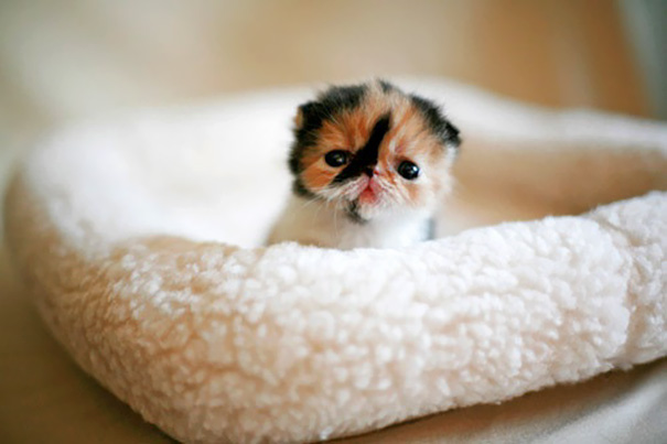 Adorable kitten nestled in a soft, fluffy bed, showcasing its sweet expression and captivating eyes.