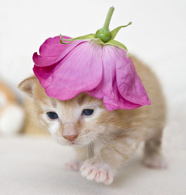 A cute kitten with a pink flower on its head, looking adorable.