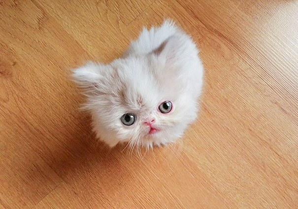 Cute fluffy kitten with big eyes sitting on wooden floor.