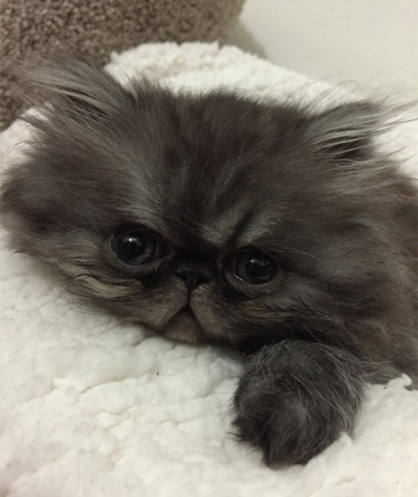Fluffy cute cat with big eyes lying on a soft blanket.