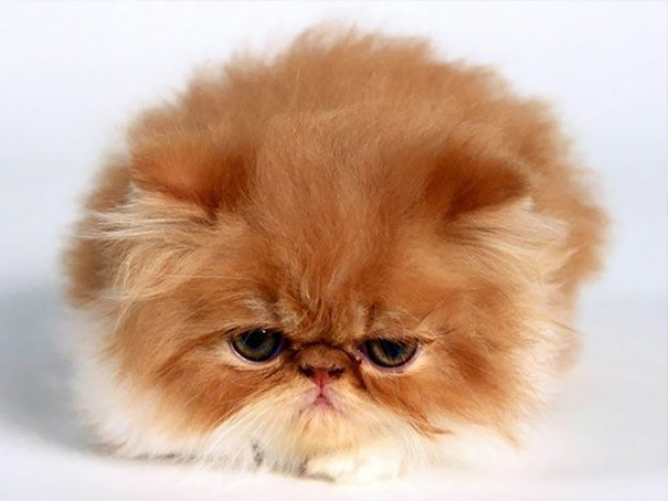 Fluffy orange kitten with an adorable face looking directly at the camera.