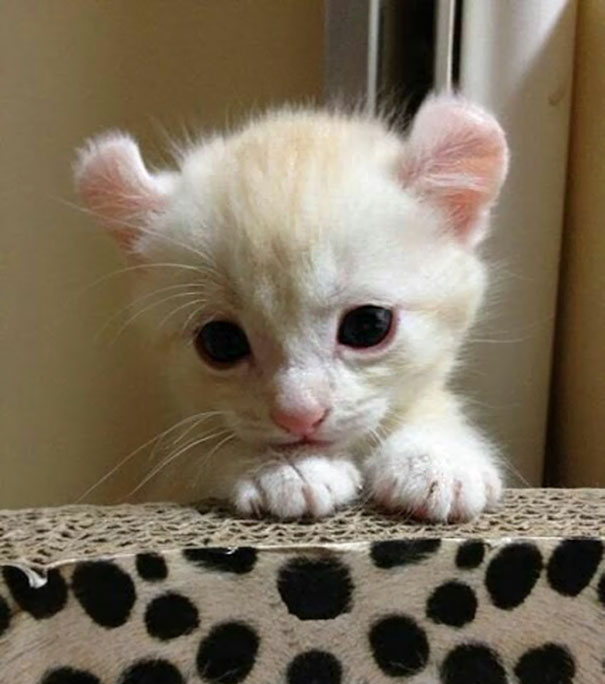 A cute kitten with folded ears and big eyes resting on a leopard print surface.