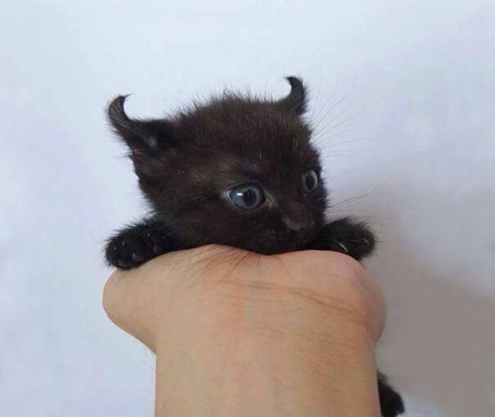 Little Evil But Still Cute Kitty
