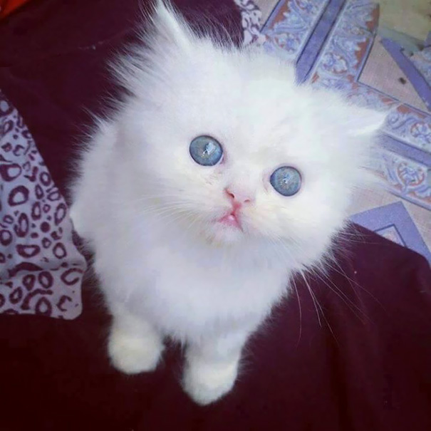 Fluffy white kitten with blue eyes looking up, capturing the essence of cute cats.