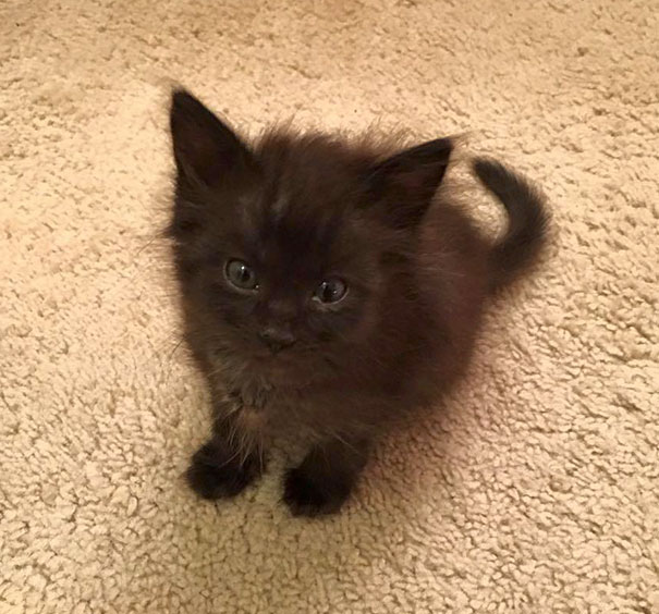 Fluffy black kitten sitting on a beige carpet, embodying cuteness with its alert ears and curious eyes.