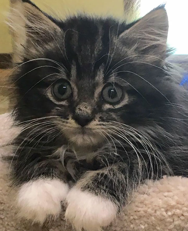 Fluffy kitten with big eyes laying on a blanket, showcasing cute cats.