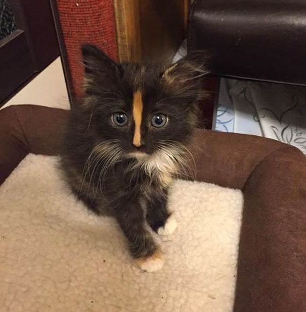 Cute kitten with unique facial markings sitting in a cozy cat bed.