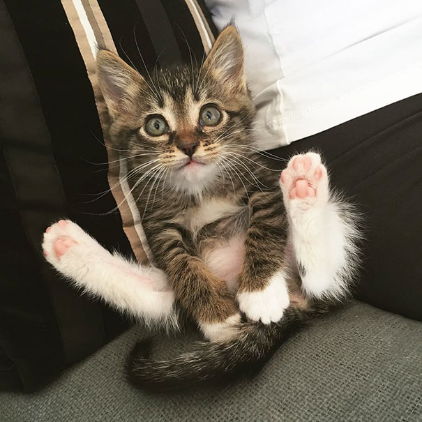 Cute kitten with big eyes and pink paws sitting on a couch.