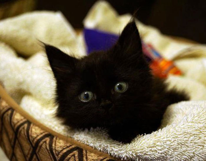 Lincoln, The Miracle Kitty