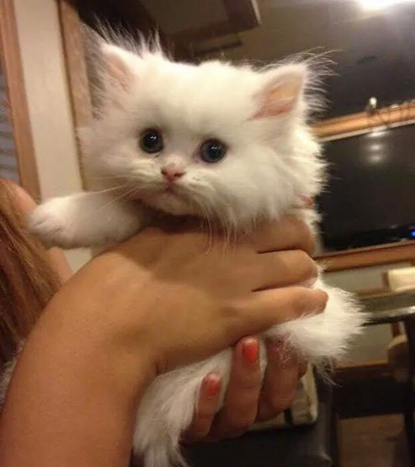 A fluffy white kitten with big eyes is being gently held in someone's hands.
