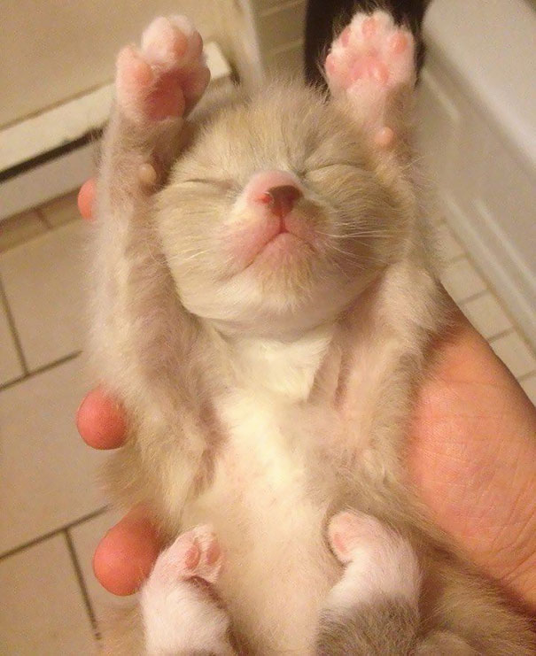 Adorable kitten with paws up, eyes closed, held gently in hand.