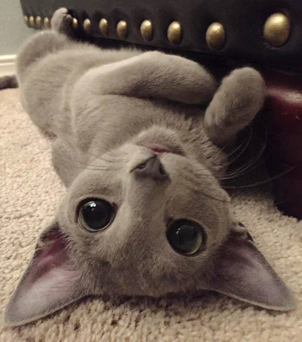 Cute cat lying upside down on carpet, looking playful.