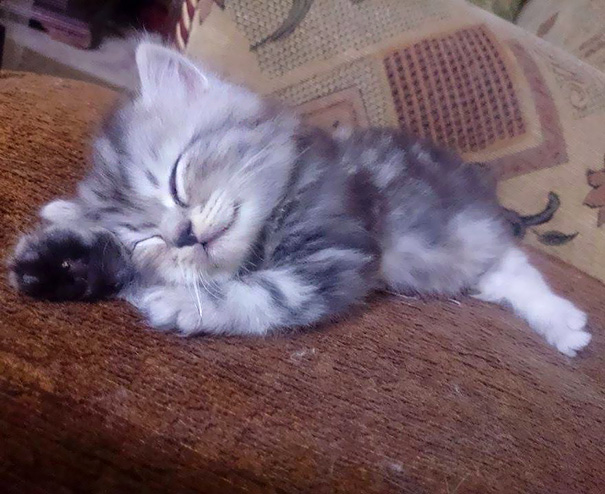 A cute kitten sleeping peacefully on a brown couch.