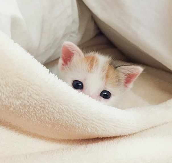 Cute kitten peeking out from under a cozy blanket.