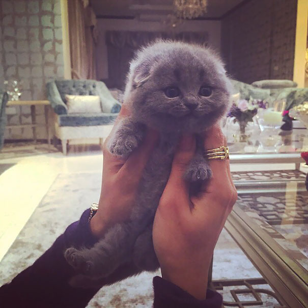 Fluffy gray kitten held gently, with a cozy living room setting in the background, epitomizing cute cats.