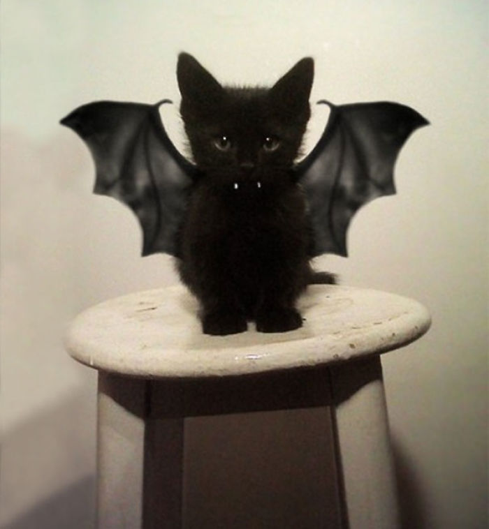 Bat Cat