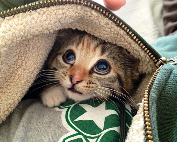 A cute cat peeking out from a zipped jacket, displaying big, curious eyes.