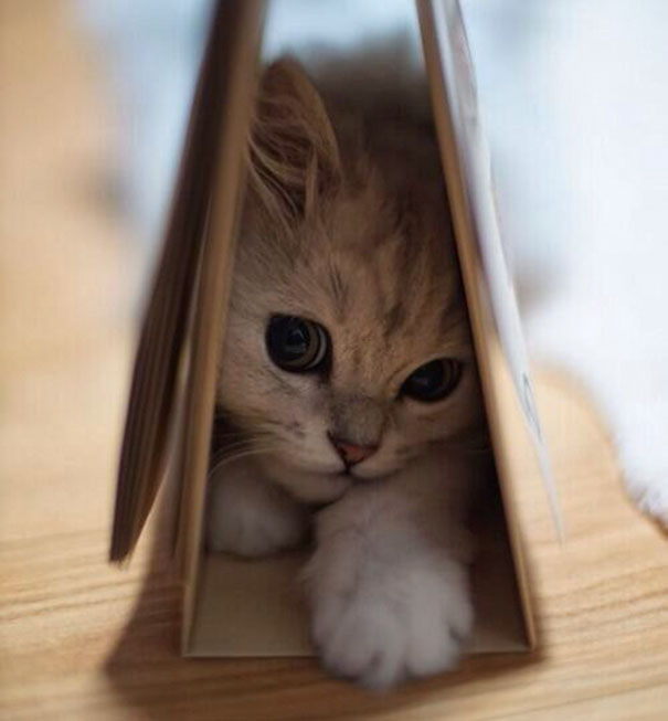 Cute cat hiding under a book, peeking out with curiosity.