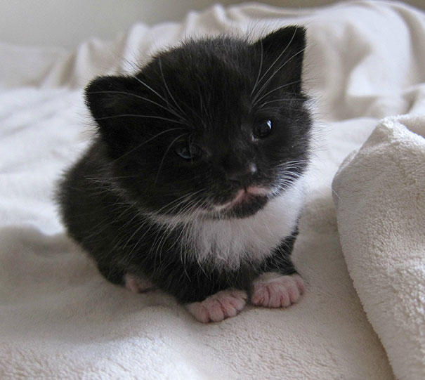 Black and white kitten sitting on a soft blanket looking adorable.