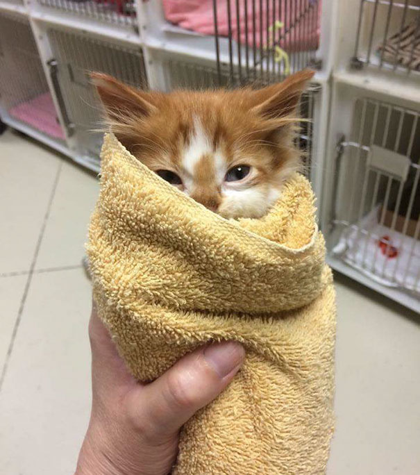 Adorable kitten wrapped in a yellow towel, peeking out with wide eyes in a cozy setting.