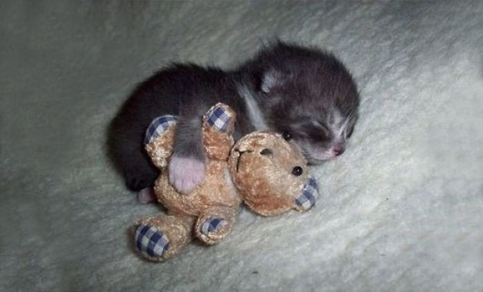 Cute Kitten Sleeping With A Friend
