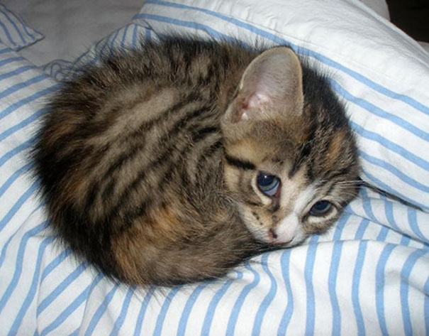 Cute cat curled up on striped bedding, looking adorable and cozy.