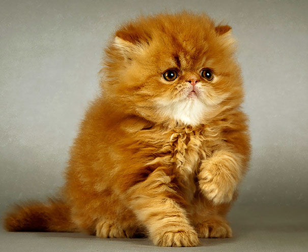 Fluffy orange cat posing against a neutral background, exuding cuteness.
